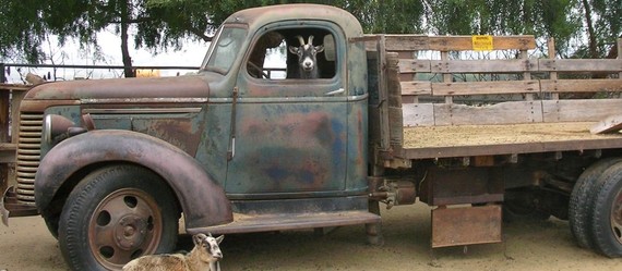 goat-in-truck.jpg
